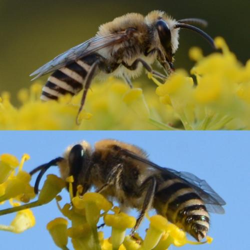 Colletes sp.